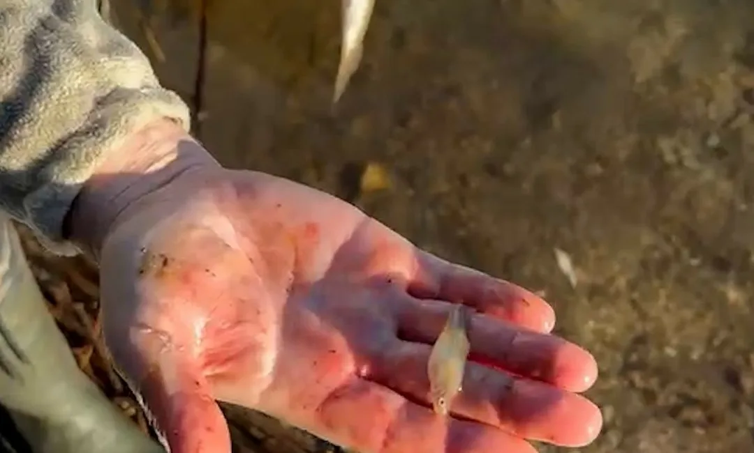 Bolu’da bir balıkçının Abant Gölü’nde tuttuğu alabalığın içinden bir sürü