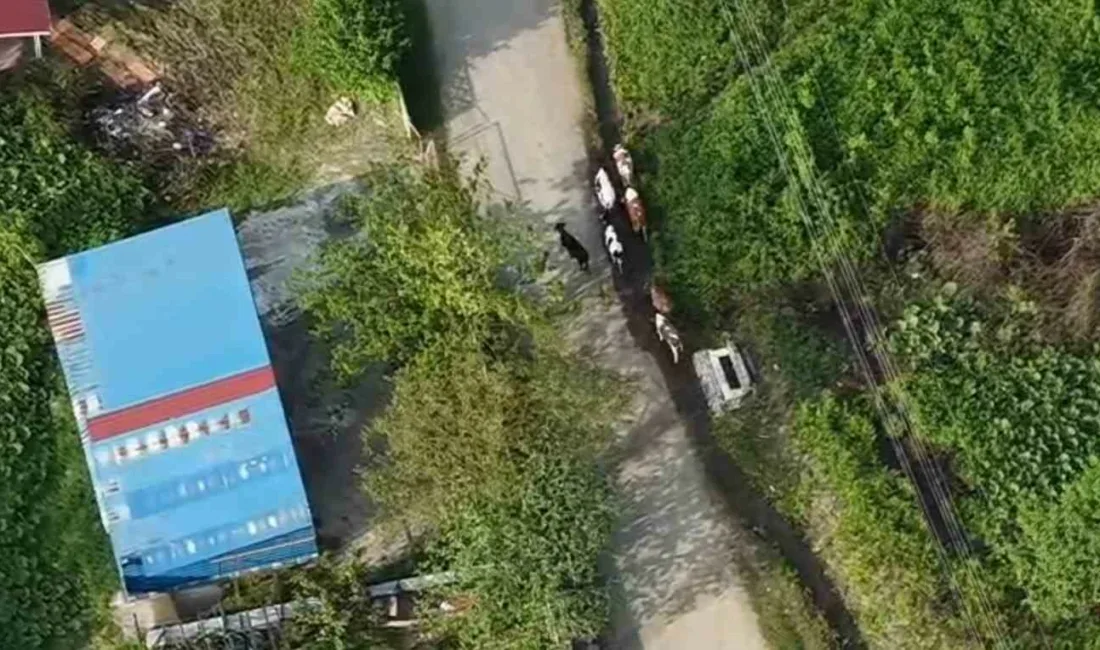 Sakarya’nın Hendek ilçesinde otladıkları sırada kaybolan 7 adet büyükbaş hayvan,