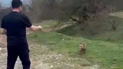 Bolu’da bir vatandaş, yanına yaklaşan tilkiyi elleriyle besledi. O anlar