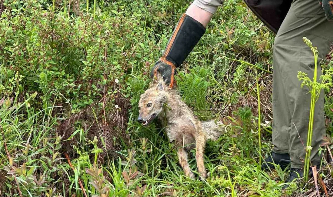 Zonguldak’ın Alaplı ilçesinde yolda yaralı halde bulunan çakal, Doğa Koruma