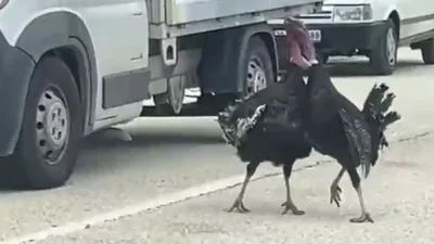 Karabük’ün Eflani ilçesinde yol ortasında kavga eden iki hindi, trafiği