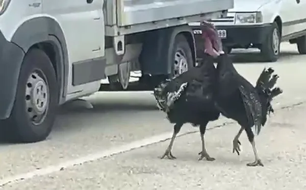 Karabük’ün Eflani ilçesinde yol ortasında kavga eden iki hindi, trafiği