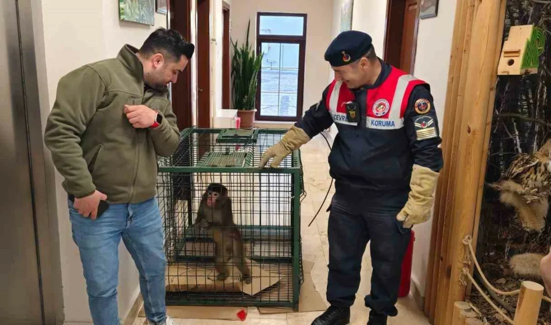 Yozgat’ın Sarıkaya ilçesinde bulunan ‘Hint şebeği’ olarak bilinen makak türü