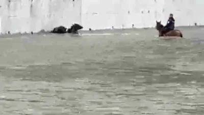 Karabük’ün Eskipazar ilçesinde Hamamlı Çayı’nda otlayan iki manda, su seviyesinin