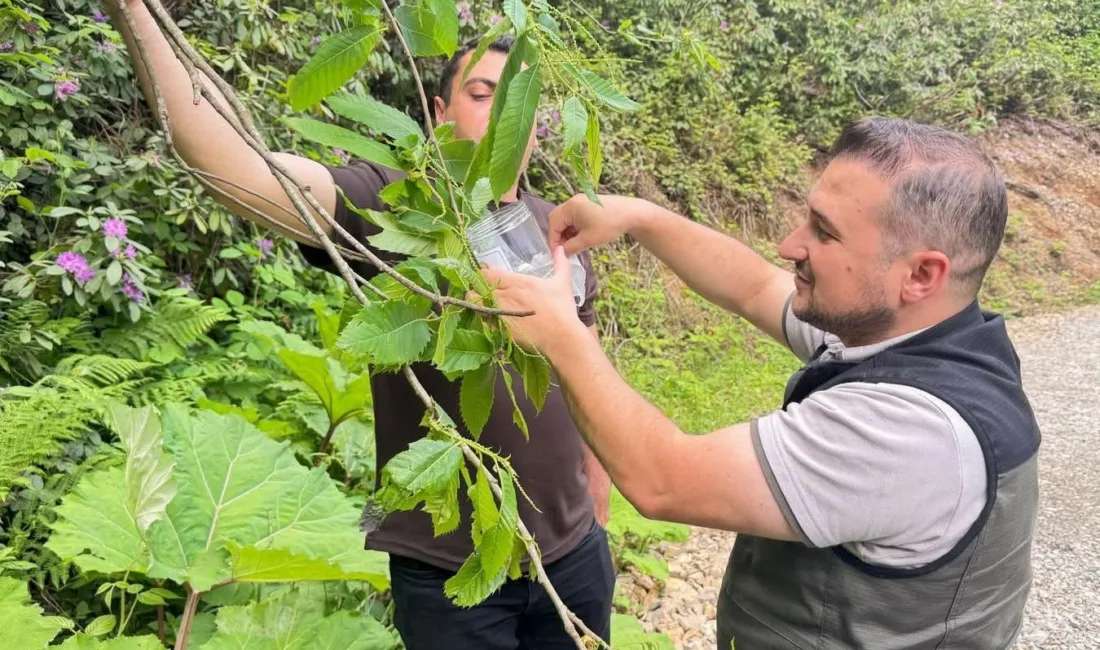 Düzce’nin Akçakoca ilçesinde kestane ağaçlarının sağlığını korumak ve ekolojik dengeyi
