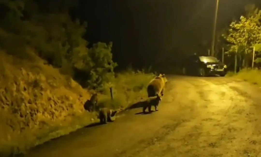 Ankara’nın Kızılcahamam ilçesinde orman kenarında oturan bir vatandaşın yaban hayvanları
