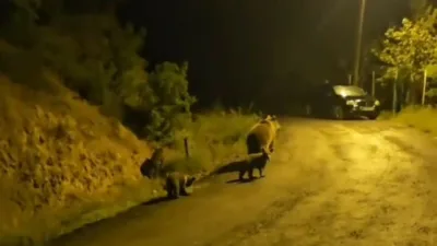 Ankara’nın Kızılcahamam ilçesinde orman kenarında oturan bir vatandaşın yaban hayvanları