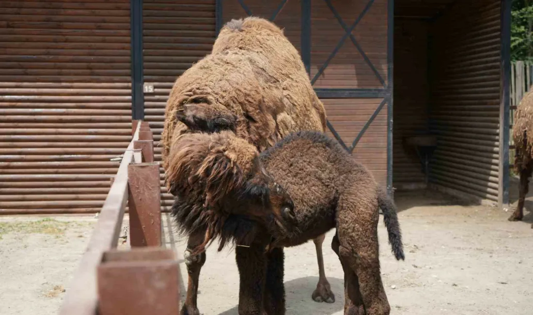 “Avrupa’nın en büyük doğal yaşam parkı” unvanlı Ormanya Doğal Yaşam