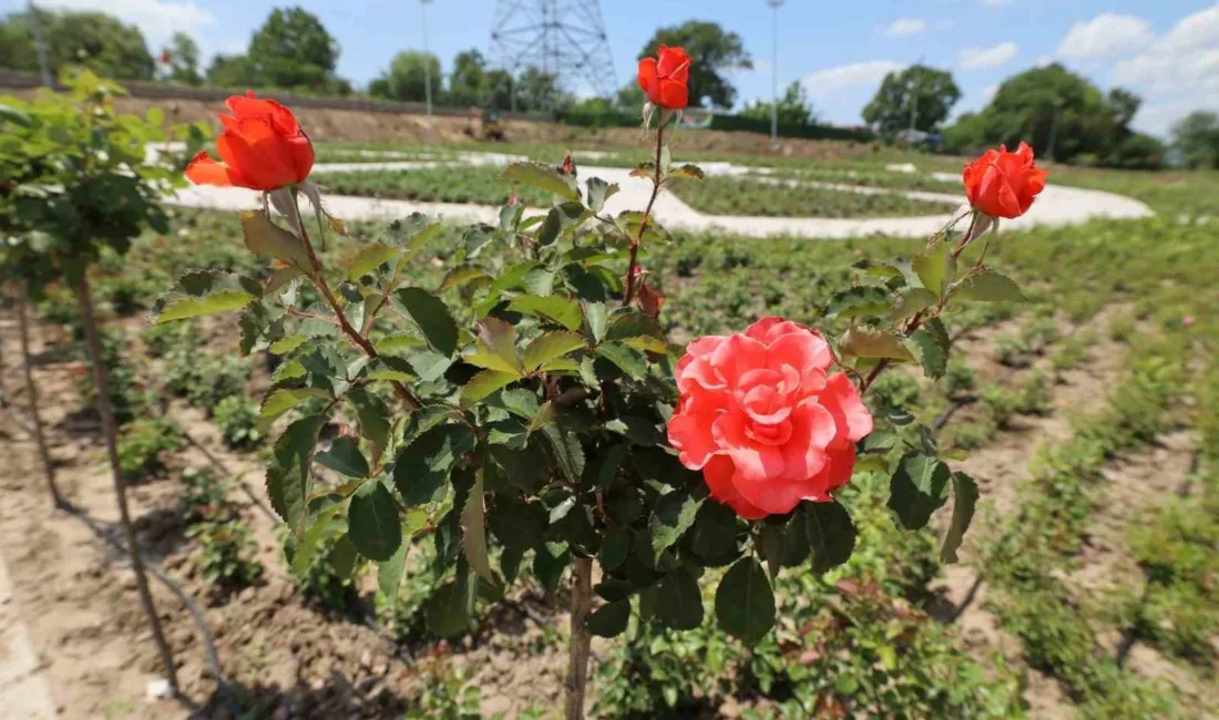 Başiskele’de “Gül Bahçesi” projesinde ilk gül fidanları toprakla buluştu. Kent