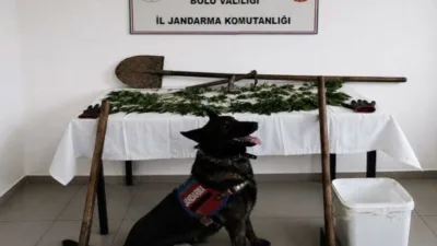 Bolu’da kaçakçılıkla mücadele çalışmaları kapsamında düzenlenen operasyonda 73 kök kenevir