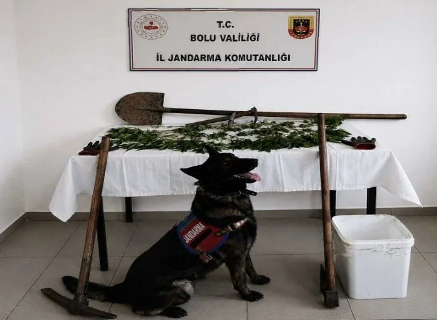 Bolu’da kaçakçılıkla mücadele çalışmaları kapsamında düzenlenen operasyonda 73 kök kenevir