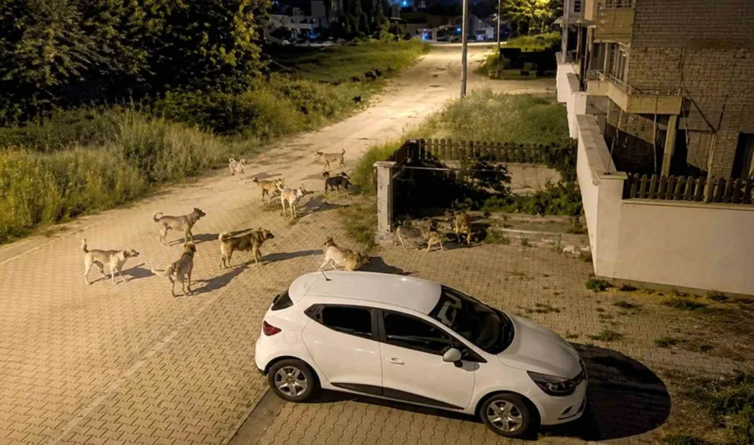 Bolu’nun Kılıçarslan Mahallesi’nde sürü halinde dolaşan başıboş sokak köpekleri, mahalle