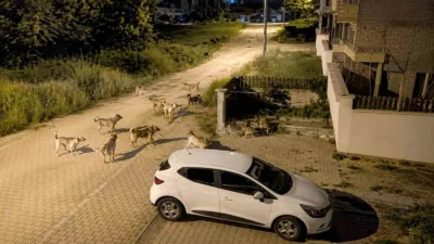 Bolu’nun Kılıçarslan Mahallesi’nde sürü halinde dolaşan başıboş sokak köpekleri, mahalle
