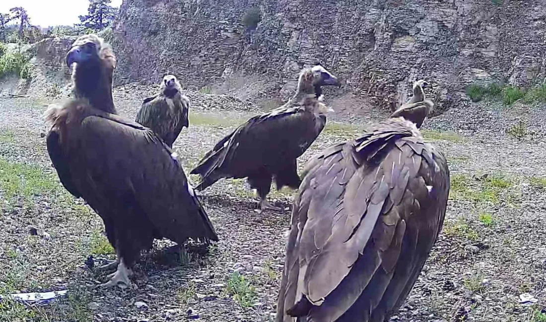 Bolu’nun Kıbrıscık ilçesinde dünyanın en nadir yırtıcı kuş türleri arasında