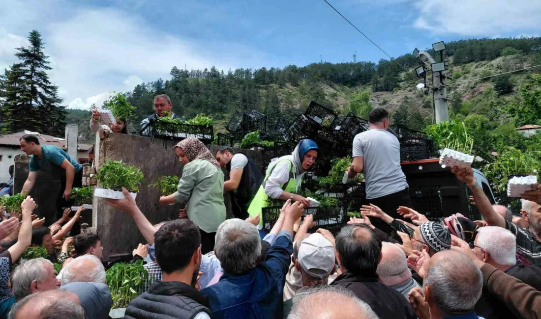Bolu’nun Mudurnu ilçesinde vatandaşlara ücretsiz olarak dağıtılan fide, dakikalar içerisinde