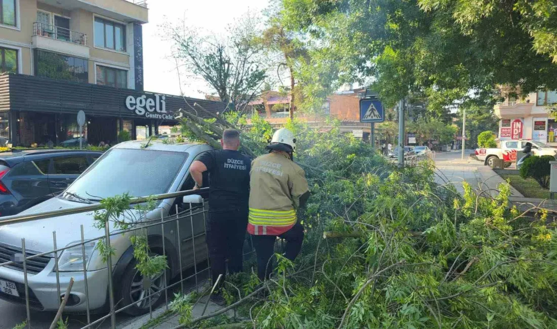 Düzce’de hafif ticari aracın üzerine ağaç devrildi. Hatalı park edildiği