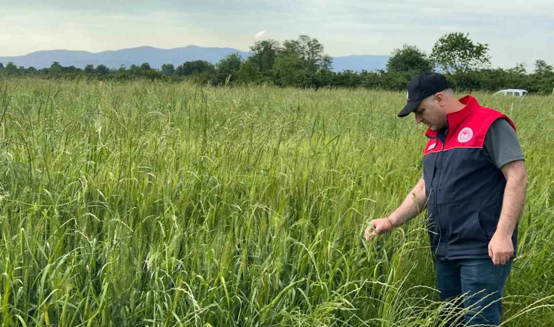 DÜZCE(İHA) – Düzce’nin Kaynaşlı ilçesinde yem bitkileri ekili alanlarında kontroller