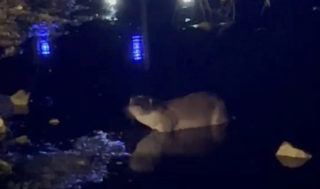 Bolu’nun Yeniçağa ilçesinde bulunan Yeniçağa Gölü’nde gece saatlerinde ortaya çıkan