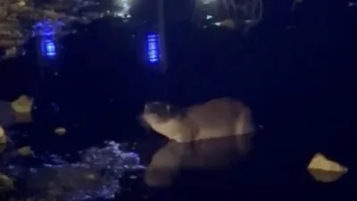 Bolu’nun Yeniçağa ilçesinde bulunan Yeniçağa Gölü’nde gece saatlerinde ortaya çıkan