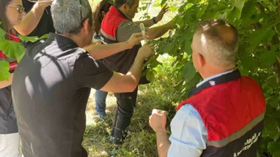Karabük’te tarım alanlarında önemli ürün kayıplarına neden olan kahverengi kokarca