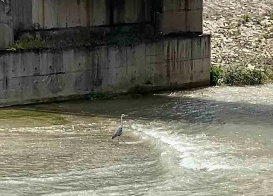 Karabük’te Soğanlı Çayı kıyısında bulunan gri balıkçıl, bir vatandaşın cep
