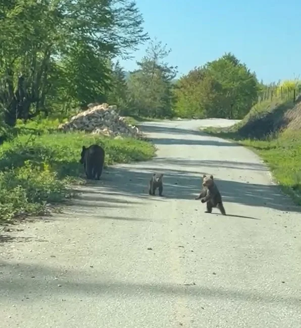 DÜZCE(İHA) – Düzce’nin Yığılca ilçesinde gezintiye çıkan 2 kardeş, yolda