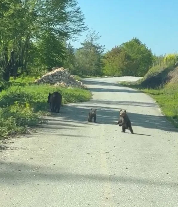 DÜZCE(İHA) – Düzce’nin Yığılca ilçesinde gezintiye çıkan 2 kardeş, yolda