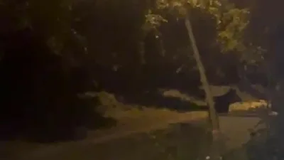 Düzce’de köye gece saatlerinde inen ayı, köylülere büyük heyecan ve