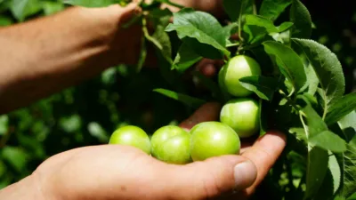 Kocaeli’nin Kartepe ilçesinde kendine has lezzeti, aroması ve sulu yapısıyla