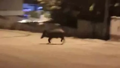 Karabük’te yiyecek aramak için mahalleye inen iki yaban domuzu, bir