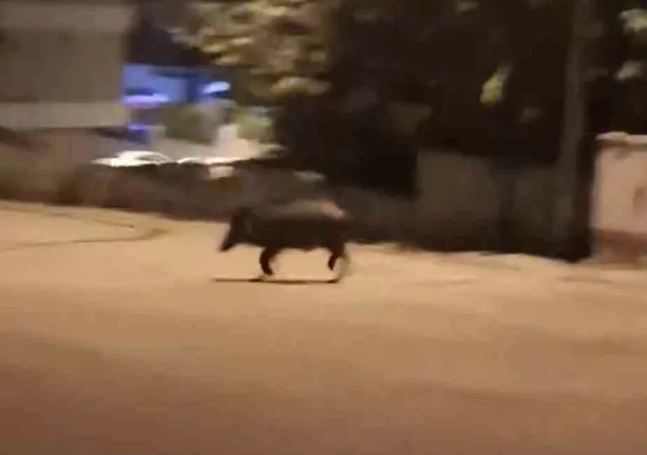 Karabük’te yiyecek aramak için mahalleye inen iki yaban domuzu, bir