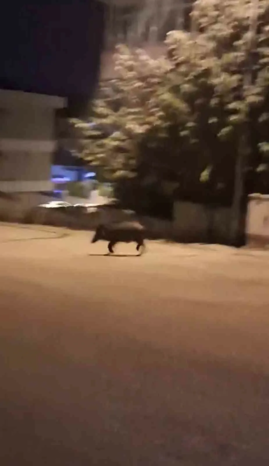 Karabük’te yiyecek aramak için mahalleye inen iki yaban domuzu, bir