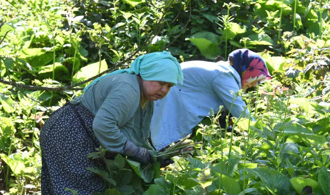 Genellikle yüksek kesimlerde ve ormanlık alanlarda doğal olarak yetişen, halk