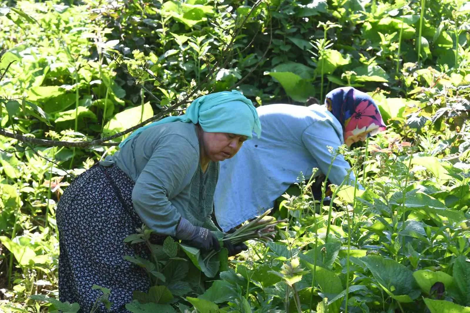 Genellikle yüksek kesimlerde ve ormanlık alanlarda doğal olarak yetişen, halk