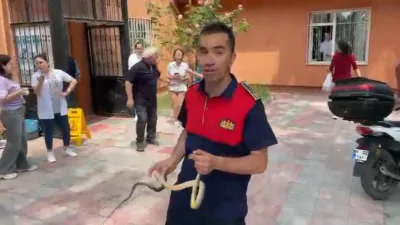 Zonguldak’ın Alaplı ilçesinde sağlık ocağına giren yılan, itfaiye ekiplerince yakalanarak