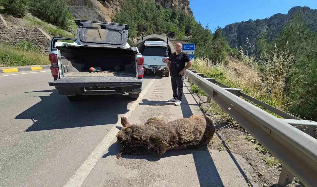 Karabük’te otomobilin çarptığı ve saatlerce ekipleri peşinden koşturan ayı, düştüğü