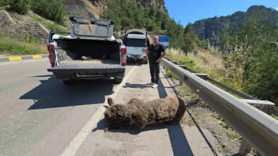 Karabük’te otomobilin çarptığı ve saatlerce ekipleri peşinden koşturan ayı, düştüğü
