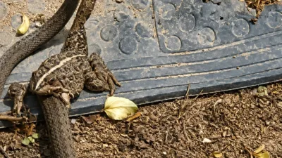 Düzce’nin Akçakoca ilçesinde bir yılanın, kurbağayı avlama anı cep telefonu