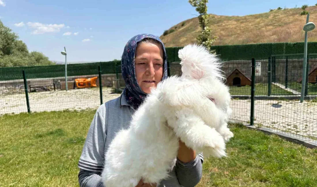 Elmadağ Belediyesi’nin Renkli Köy Projesi kapsamında oluşturulan Tavşan Bahçesi’nde Ankara