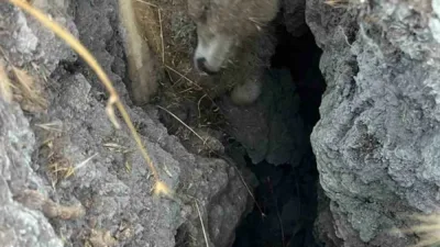Ankara’nın Polatlı ilçesinde küçükbaş hayvan sürüsü, yerde oluşan obruğun içinde