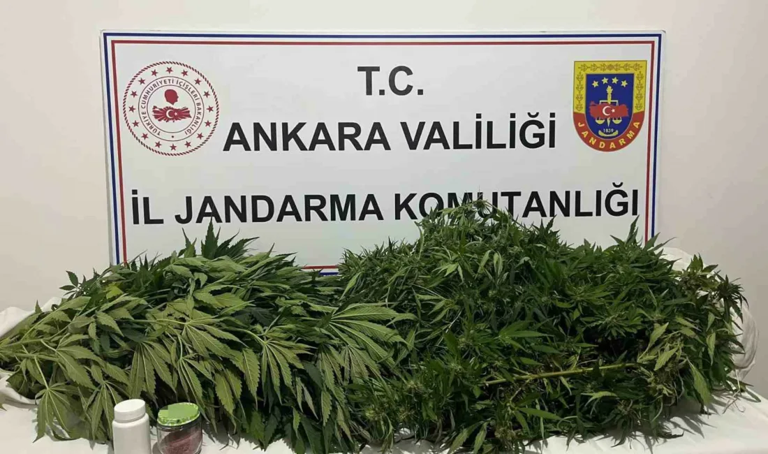 Ankara’da, jandarma ekiplerince icra edilen narkotik operasyonunda yaklaşık 150 kök