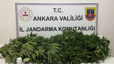 Ankara’da, jandarma ekiplerince icra edilen narkotik operasyonunda yaklaşık 150 kök