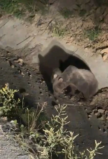 Kastamonu’da aracın çarptığı ayı vatandaşlar tarafından görüntülendi. Bir süre sonra