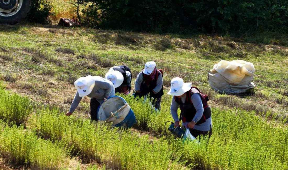 Kocaeli’de tarımsal kalkınmayı desteklemek amacıyla hayata geçirilen Tıbbi ve Aromatik