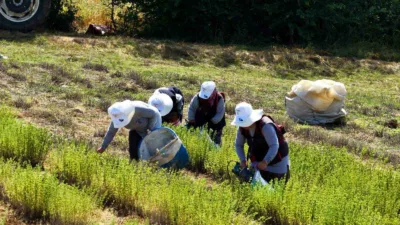 Kocaeli’de tarımsal kalkınmayı desteklemek amacıyla hayata geçirilen Tıbbi ve Aromatik