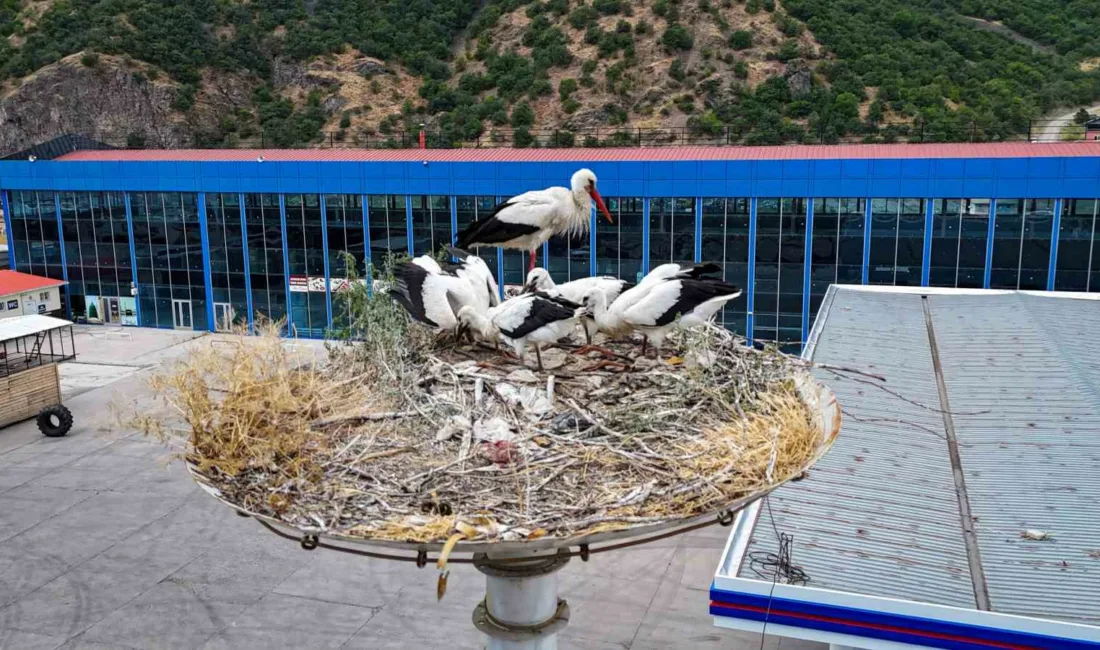 Her yıl Ankara’ya göç eden leyleklerin ilkbaharda dünyaya gelen yavruları,