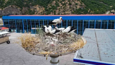 Her yıl Ankara’ya göç eden leyleklerin ilkbaharda dünyaya gelen yavruları,