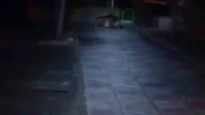 Bolu’nun Kıbrıscık ilçesinde gece saatlerinde çocuk parkına giren ayı, cep