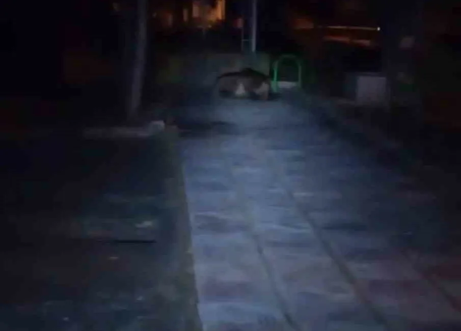 Bolu’nun Kıbrıscık ilçesinde gece saatlerinde çocuk parkına giren ayı, cep