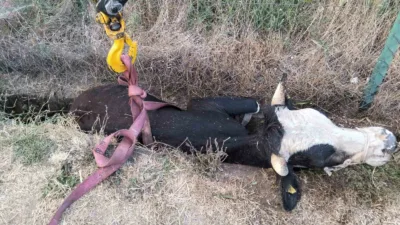 Bolu’nun Ilıcakınık köyünde otlatılırken kanala düşen inek, itfaiye ekipleri tarafından
